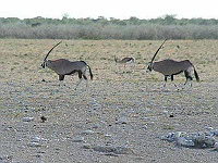 Mud Maps Africa Namibia 0651.JPG